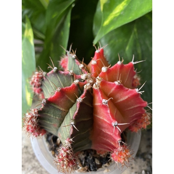 Indukan Kaktus Gymno Miha / Milo / Starfire L22 d 9cm