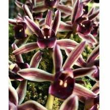 ANGGREK CIMBIDYUM BICOLOR anggrek jenis tanah / anggrek cimbidyum bicolor siap berbungga murah