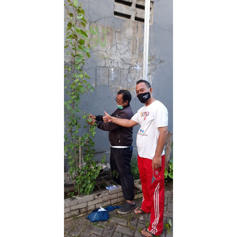 

binit anggur import