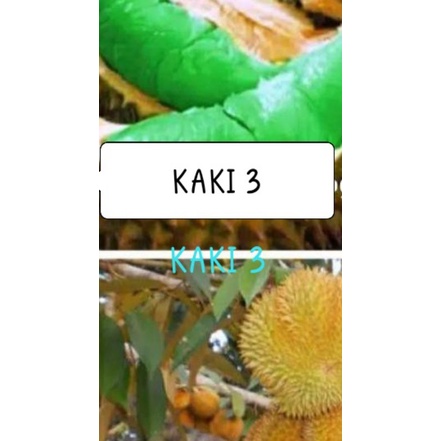 bibit durian montong hijau kaki3