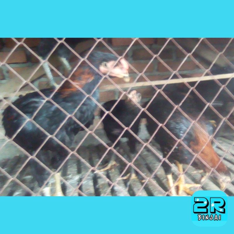 

Ayam kampung muda hidup 0,8 - 1 kg