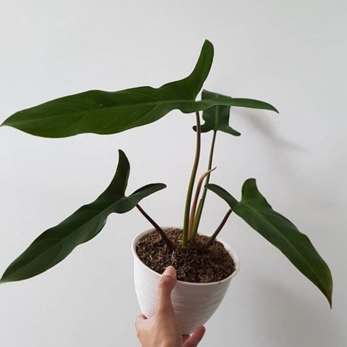 TANAMAN HIAS PHILODENDRON MAXICANUM TANAMAN BUNGA PHILO CANTIK TANAMAN MURAH