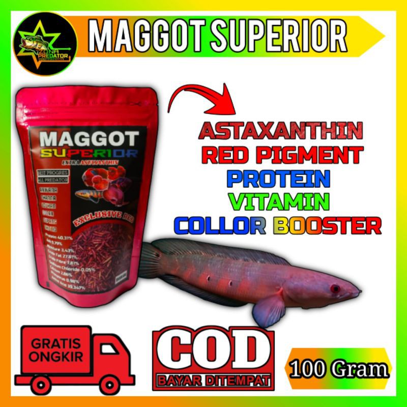 Pakan ikan predator MAGGOT RED SUPERIOR 100 Gram