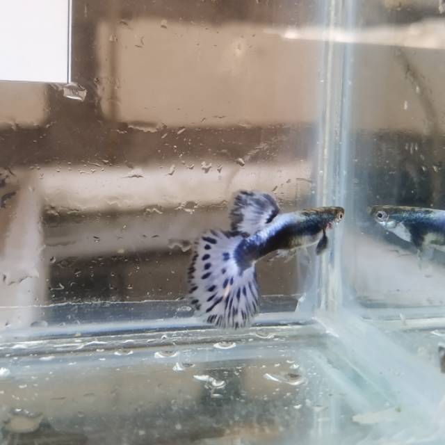Ikan guppy Blue Ivory