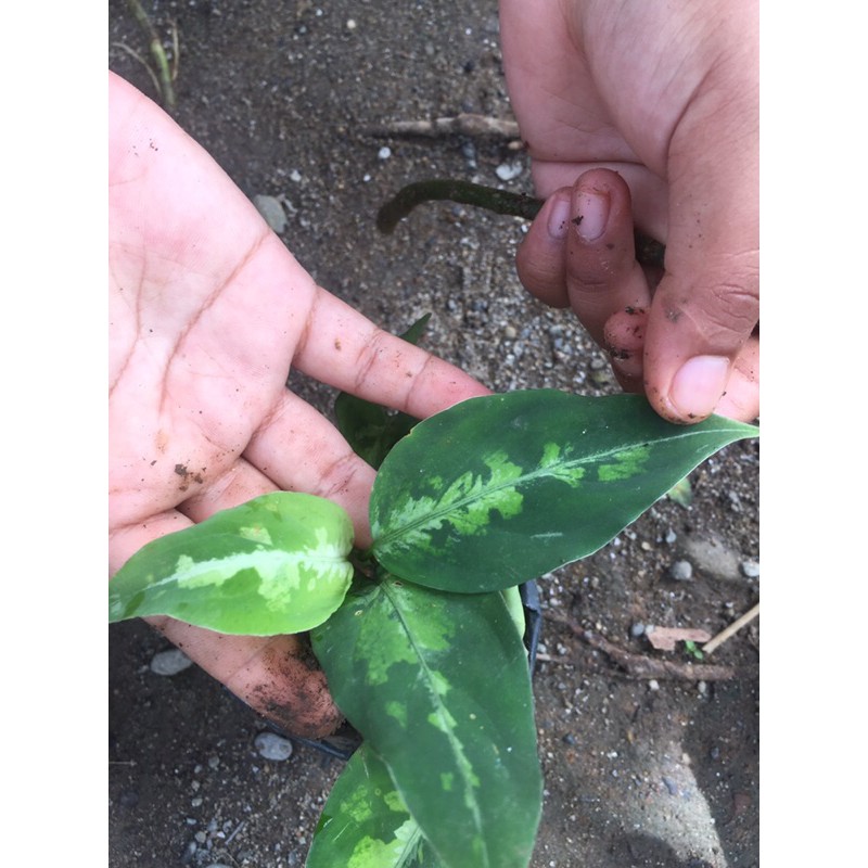 aglonema pictum tricolor remaja