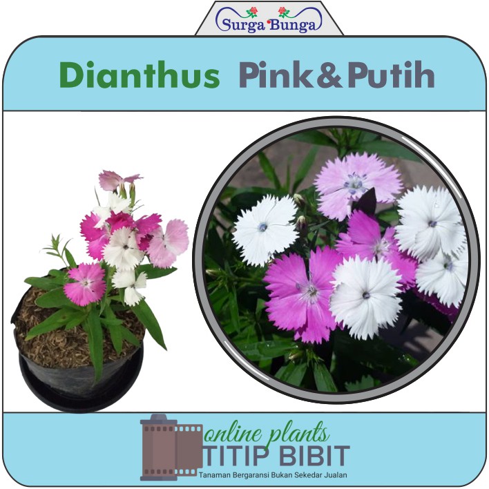 Bibit Bunga Anyelir Dianthus Putih Pink