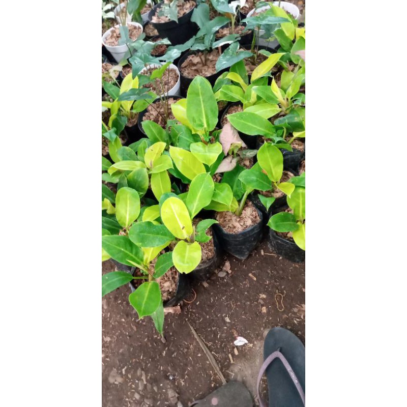 

pilo lemon