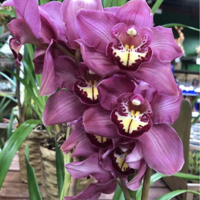 Anggrek cymbidium pink jumbo