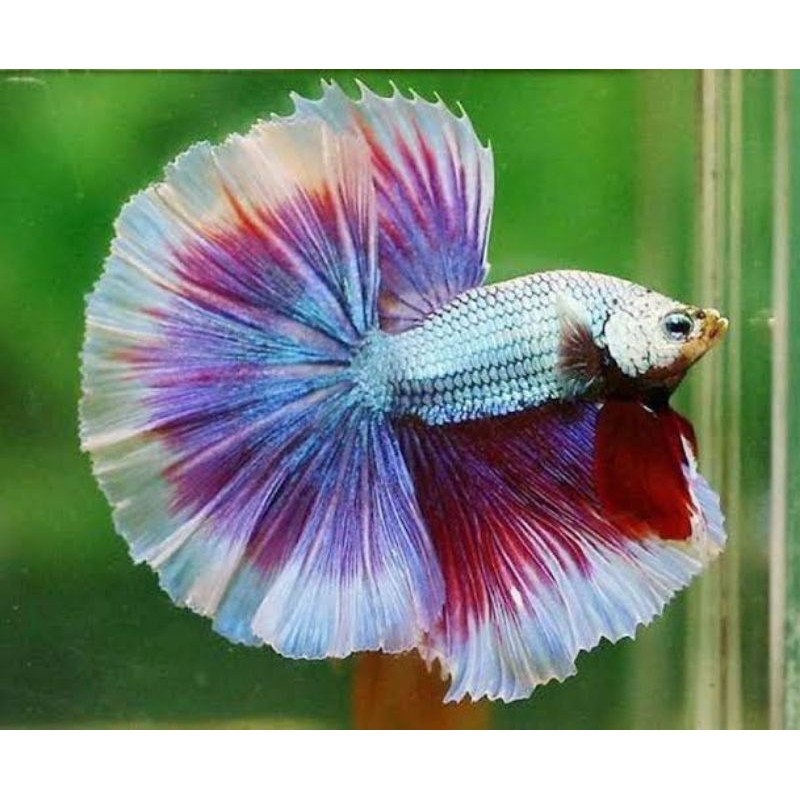 IKAN cupang / Ikan Cupang / Cupang Hias ANAKAN HALFMOON MINIMAL BELI 4 GRATIS 1