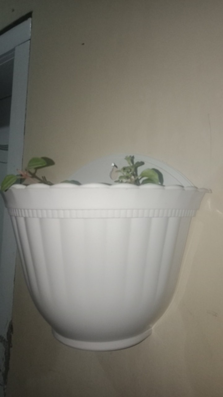 Pot Tembok Isabella Merek Shallom 28 Cm