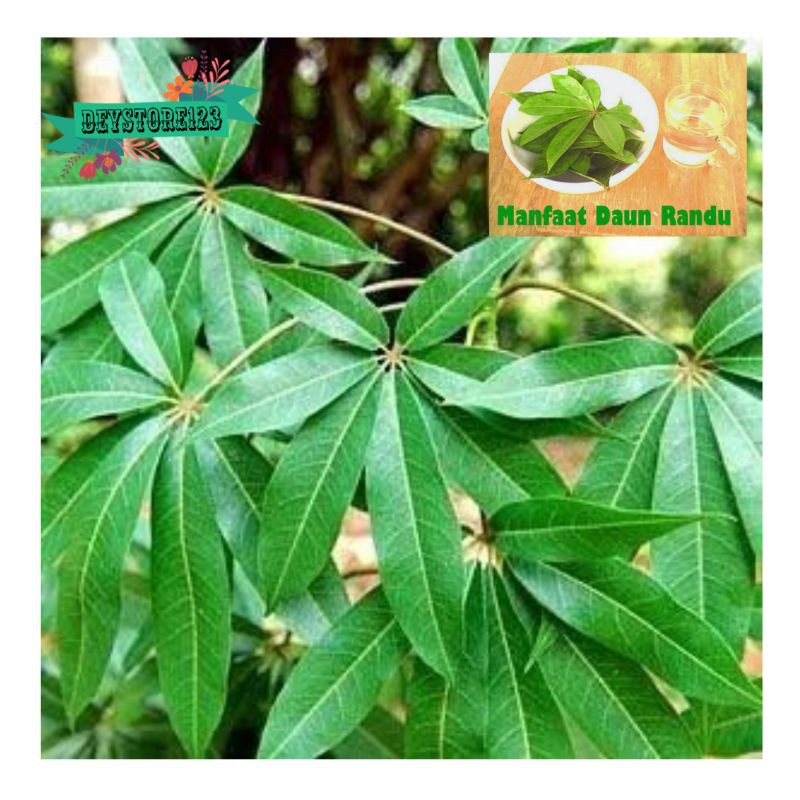 

Daun randu segar per 500 grm