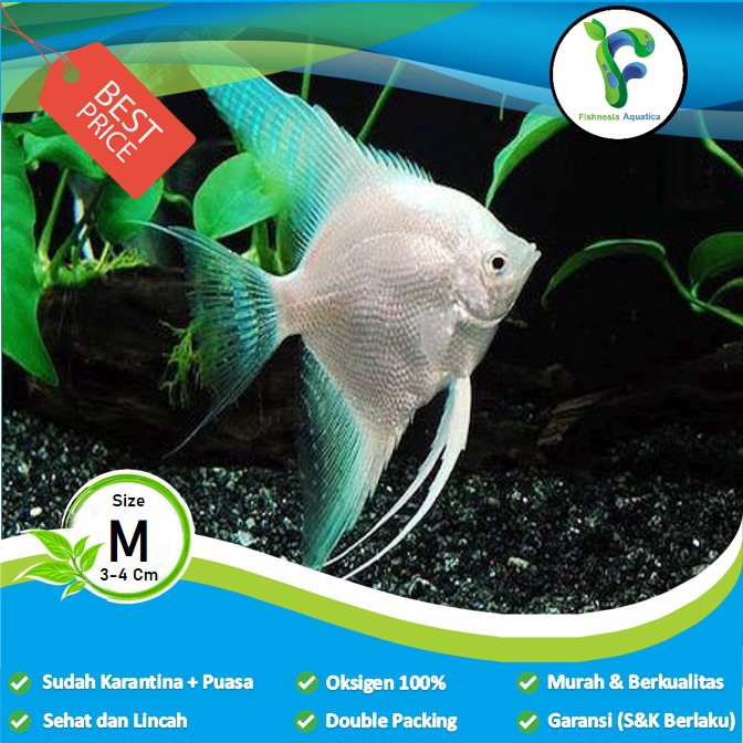 Ikan Hias Aquascape Manfish/Anglefish Platinum/Albino Mata Hitam Size M