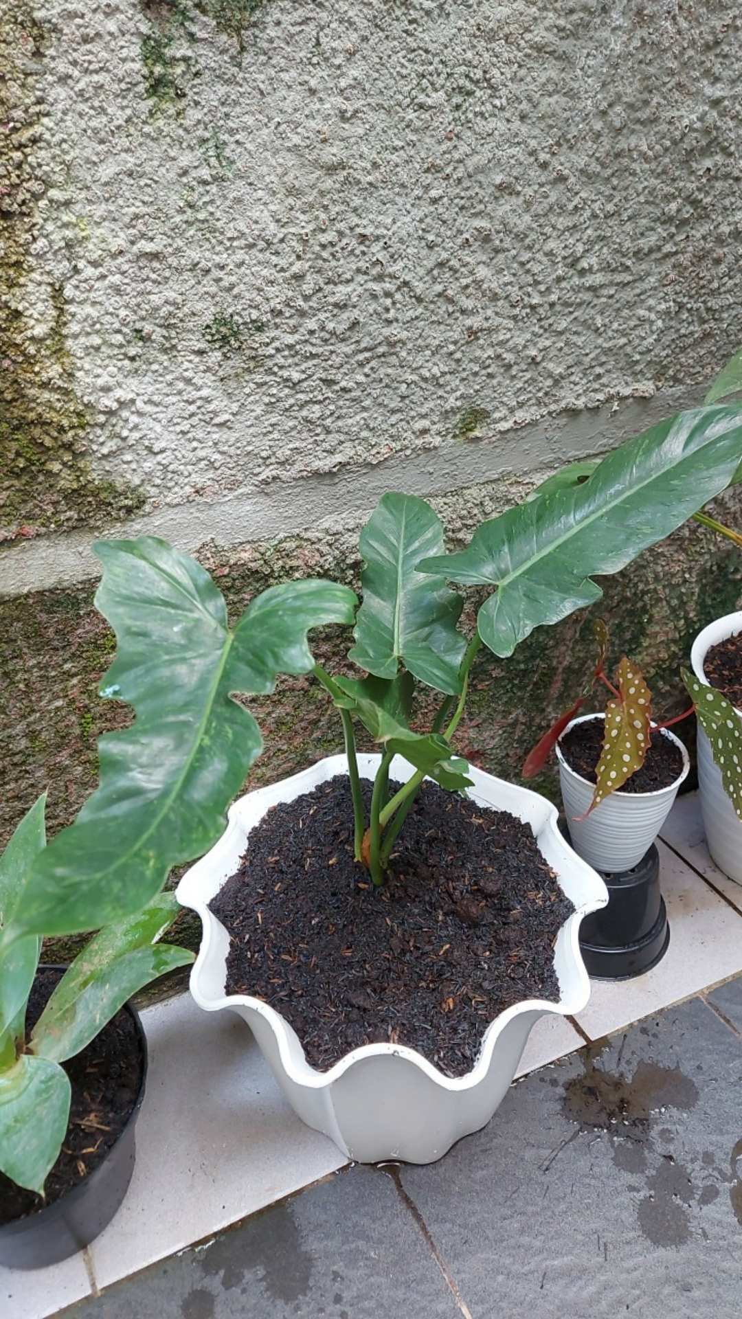 Tanaman Hias Philodendron Golden Dragon