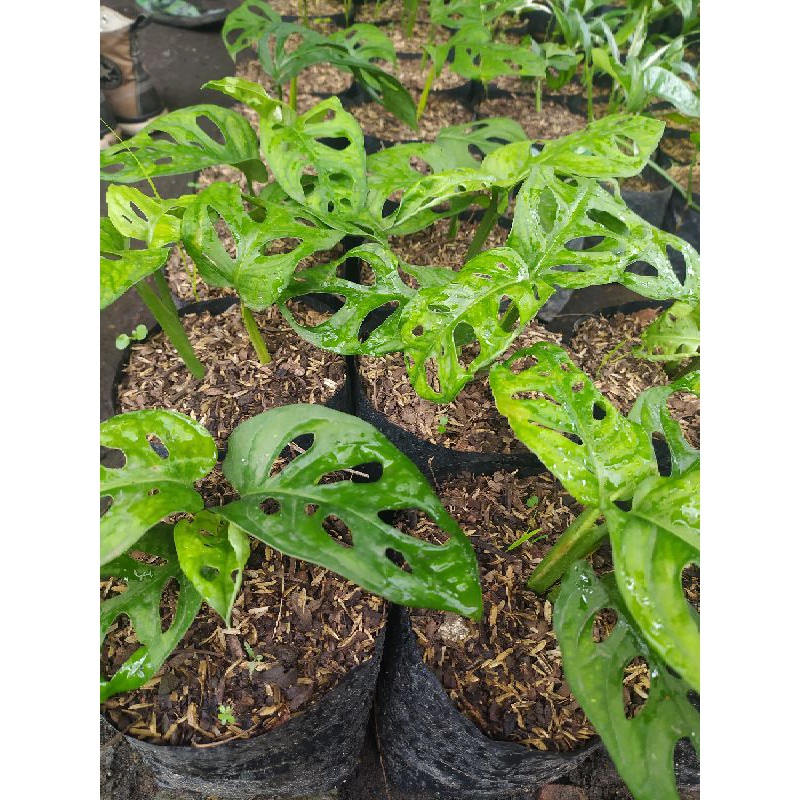 Monstera Acuminata/Janda Bolong Jenis Acuminata