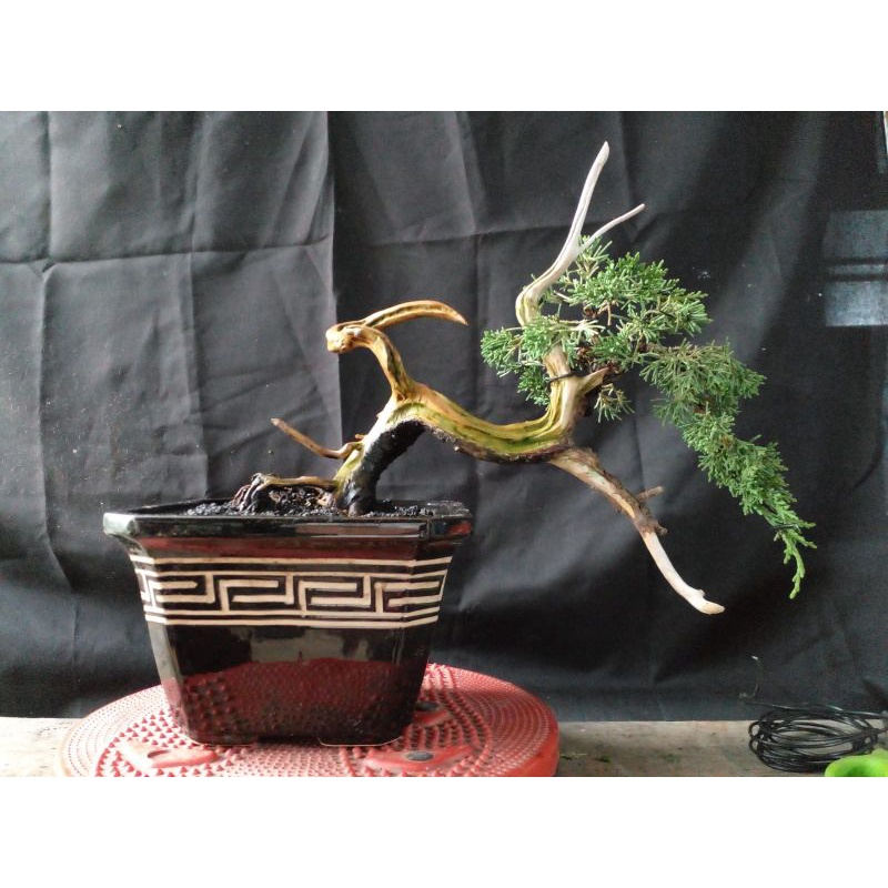 bonsai cemara kishu/pingpong size small