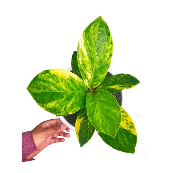 anthurium Jemani Mangkok varigata/jemani Mangkok Varigata/jemani varigata/Tanaman hias
