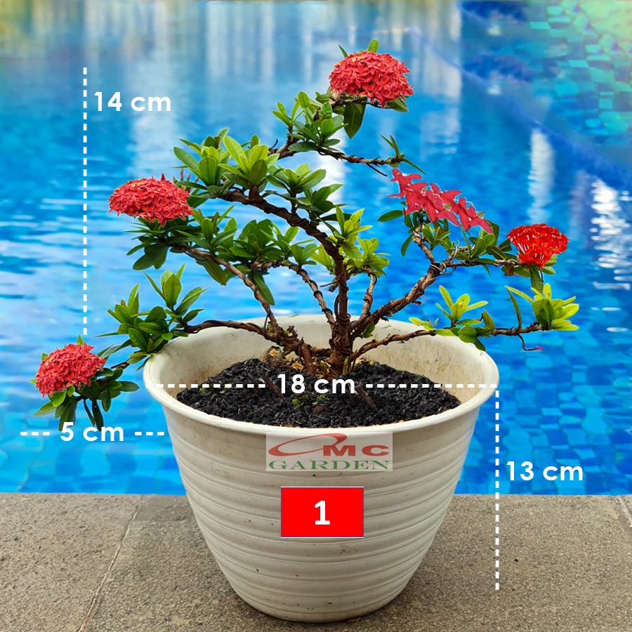 Bonsai Bonsae Soka Mini Asoka Jepang Ixora Merah Tanaman Hias B-SMM-004