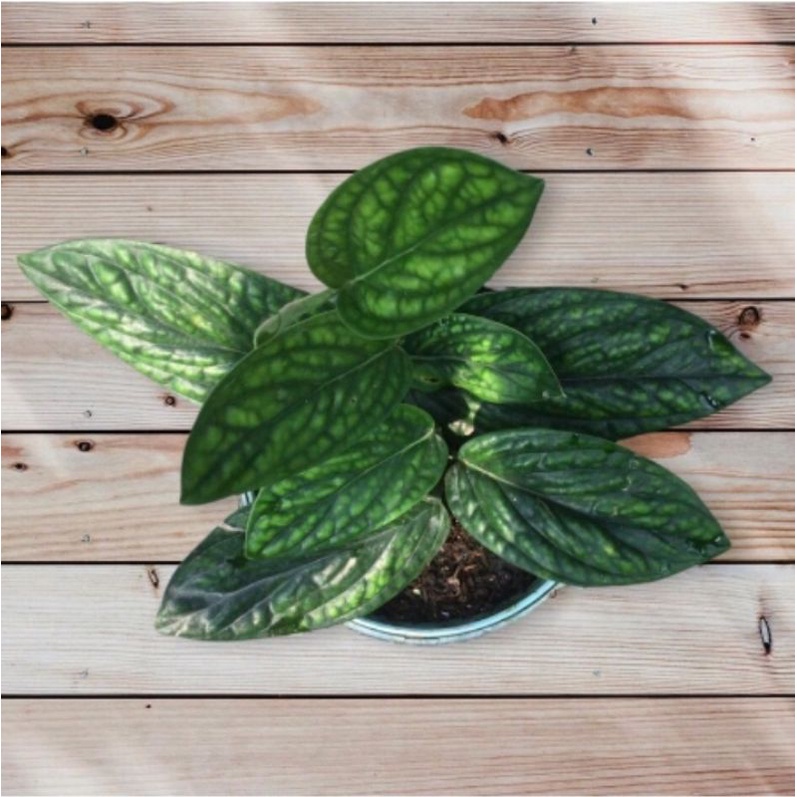 Sirih Badak 1 daun Monstera Karstenianum anthurium