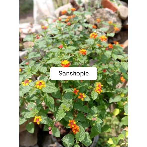 

Daun tembelekan atau lentana segar 500 gram