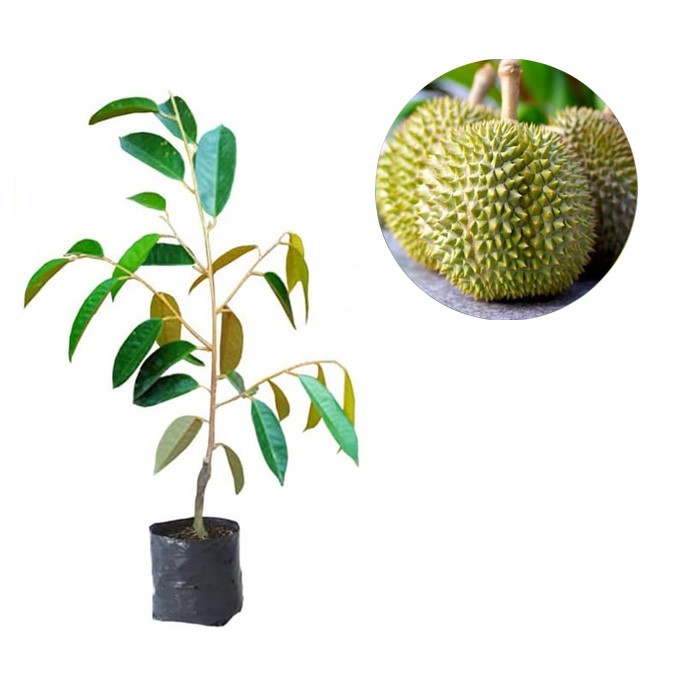 Jual Bibit Buah Durian D Malaysia Cm Bibit Terbaik Shopee