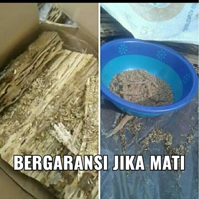 poa/rengas/rayaphutan/umpangalatama