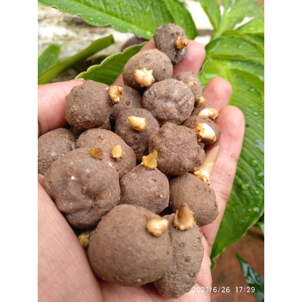 BIBIT PORANG ISI 300 BIBIT KATAK PORANG / BULBIL PORANG ASLI DORMAN / COBLOK / KATAK PORANG / AMORPH