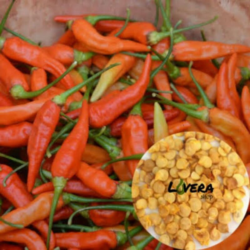 bibit cabe rawit setan cabe setan cabe geprek