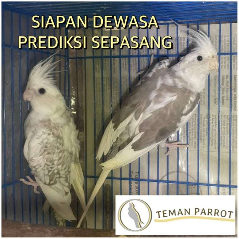 Falk / Parkit Australia /Cockatiel WHITE FACE Prediksi Sepasang Siapan