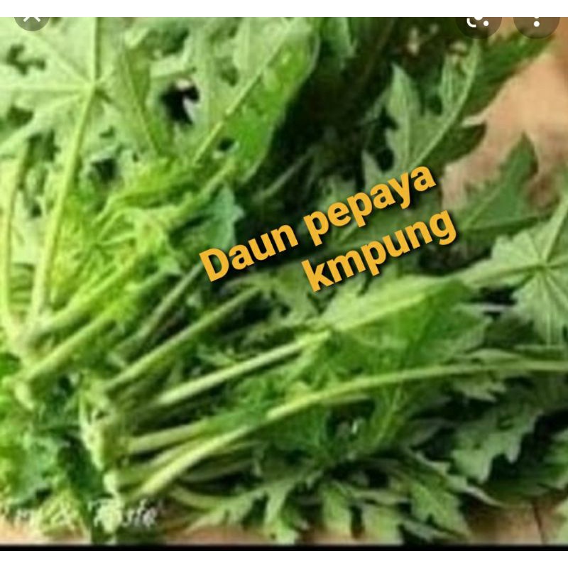 

Daun pepaya pait/ikat