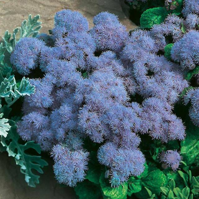 Benih Bibit Biji - Bunga Ageratum Blue Mink Floss Flower (Ageratum houstonianum) Seeds - IMPORT