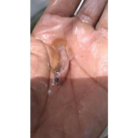 Bahan giant hmpk sni BO 3