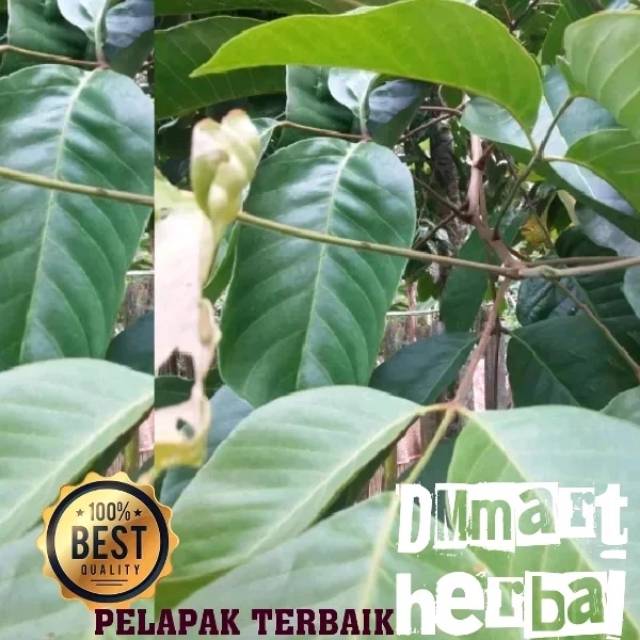 

Daun kecapi organik.fres.segar.anti diabetes