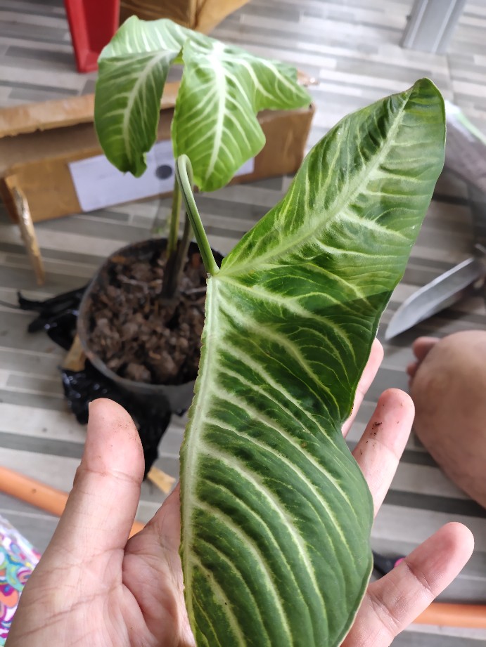 Tanaman Hias Caladium Lindenii Magnificum Keladi Zebra