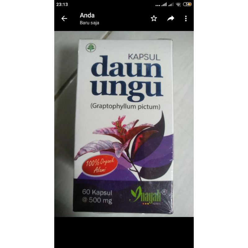 daun ungu kapsul