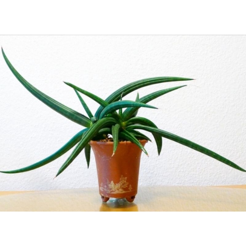 sansiviera patens-tanaman pembersih udara