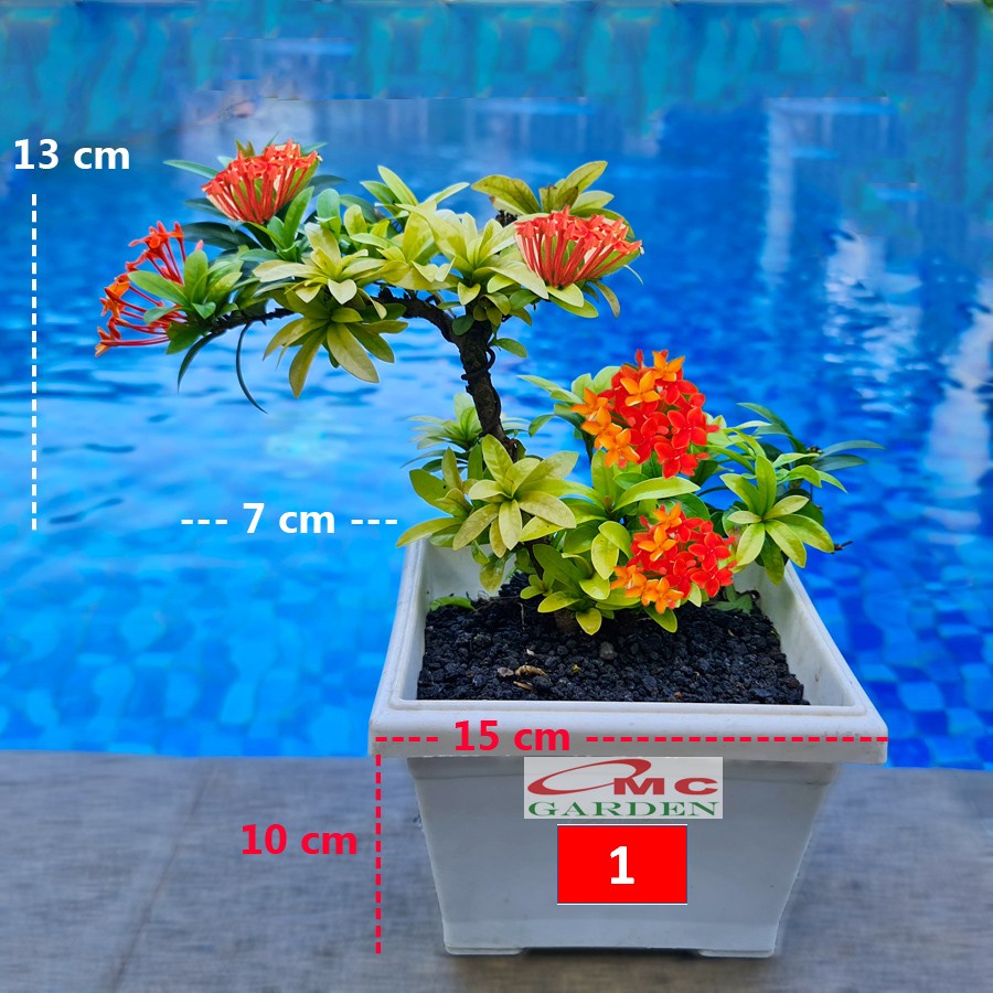 Tanaman Hias Bonsai Bonsae Mame Soka Mini Asoka Jepang Ixora Orange Oranye B-SMO-003