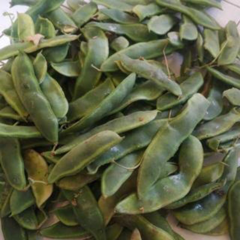 

BSM | TERMURAH Kacang Koro Kulit Segar / Kacang Koro Segar 250gr - 1kg | Sayur online