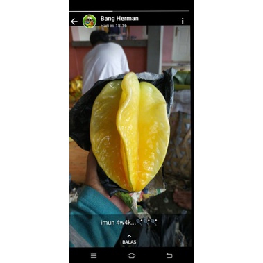 

Belimbing Dewi Asli Depok