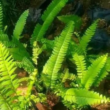 tanaman hias pakis kelabang