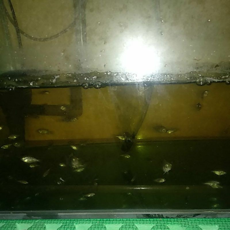 bibit nila hitam/mujaer