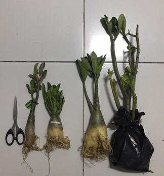 Adenium Thai Socco