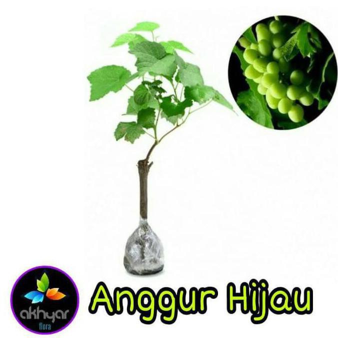 Bibit Anggur Tanaman Anggur Pohon Anggur Cl3N
