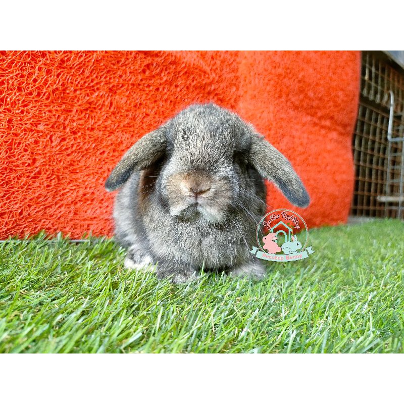 kelinci holland lop ras asli holand lup holandlop hollandlop minilop mini lop hl lope love loop