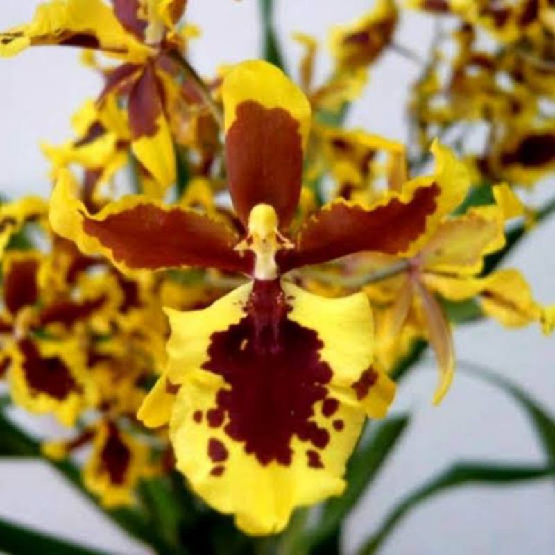 Paket oncidium queen bee dan dendro mawar