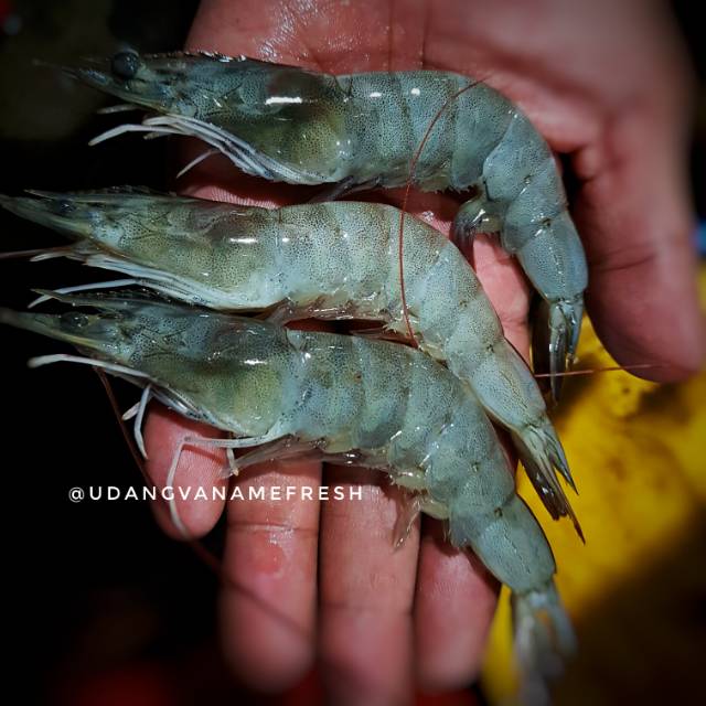 35+ Harga Udang Vaname Size 100 Viral