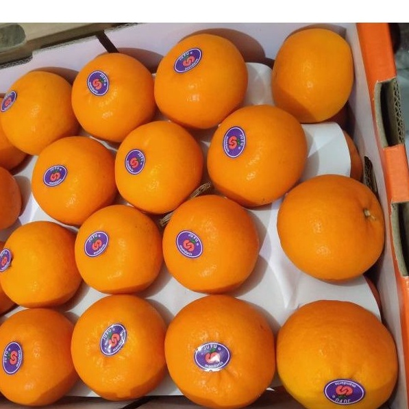 

Jeruk Mandarin Jeruk Whokam Fresh Buah Segar 500gr