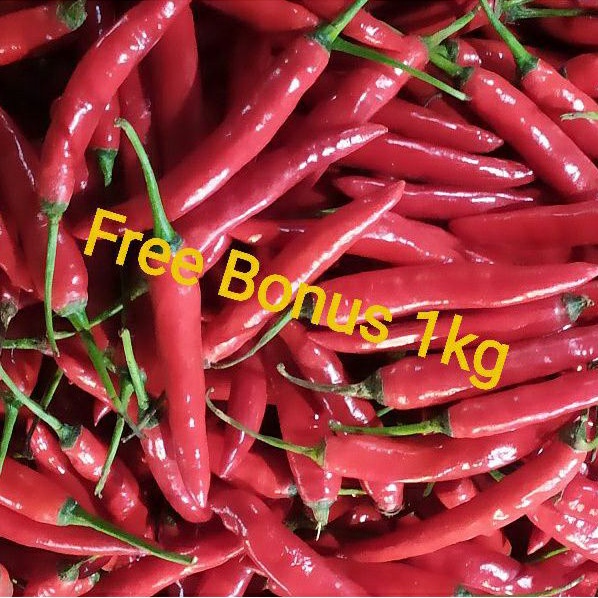 

Cabe Merah Besar + Gratis Bonus