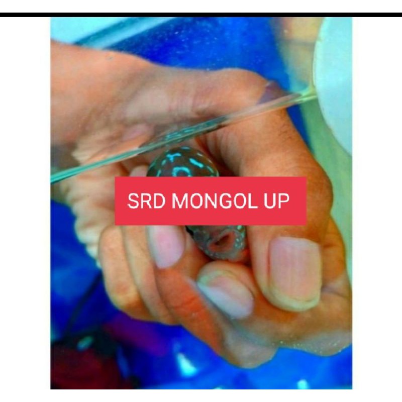 IKAN LOUHAN SRD ORI MONGOL UP