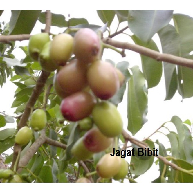 Bibit Juwet / Duwet / Jamblang Putih