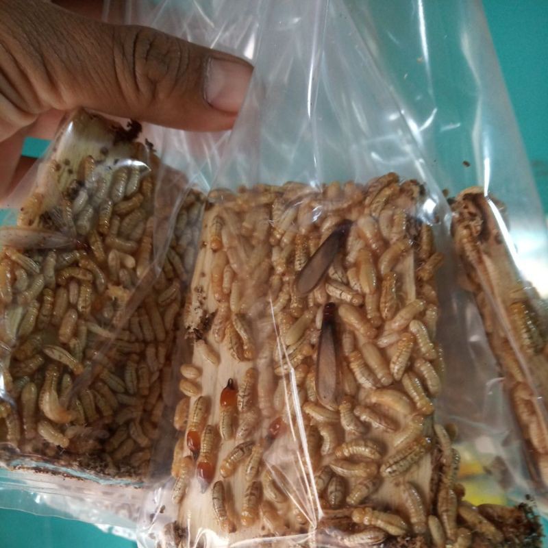 Pua / Poa / Rengas / Rangas (Reseler)